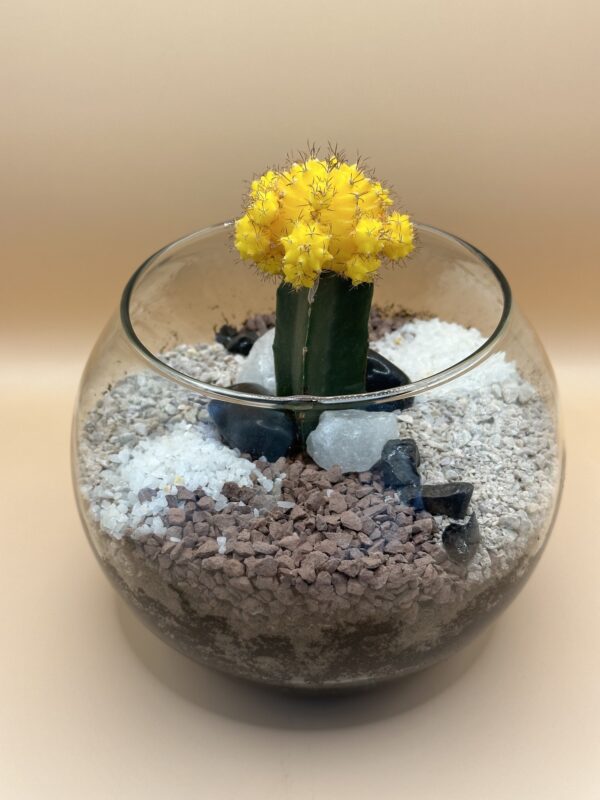Cactus Lunar en maceta de vidrio
