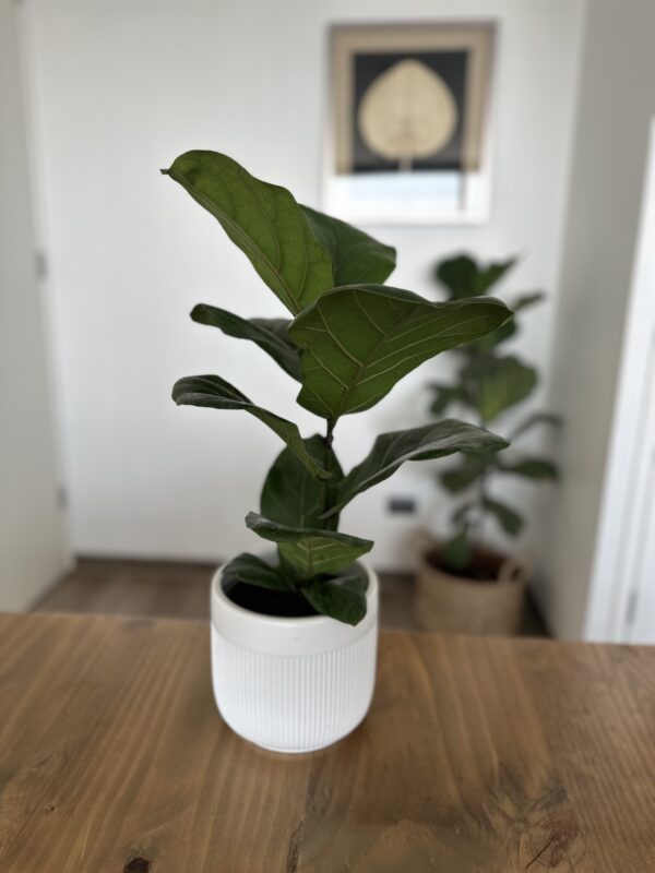 Ficus Lyrata en maceta de cerámica - Imagen 2