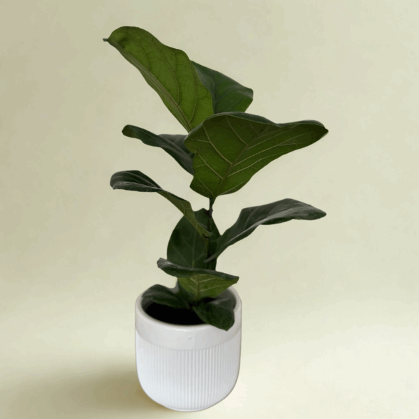 Ficus Lyrata en maceta de cerámica
