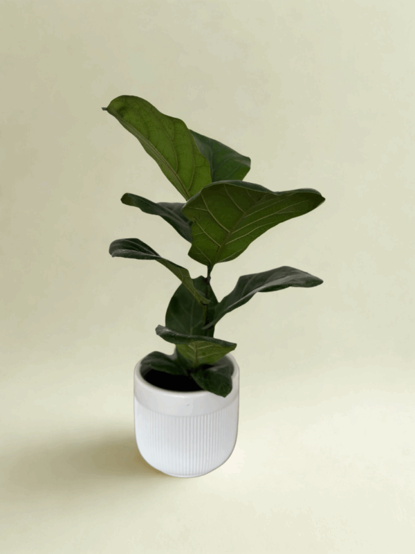 Ficus Lyrata en maceta de cerámica