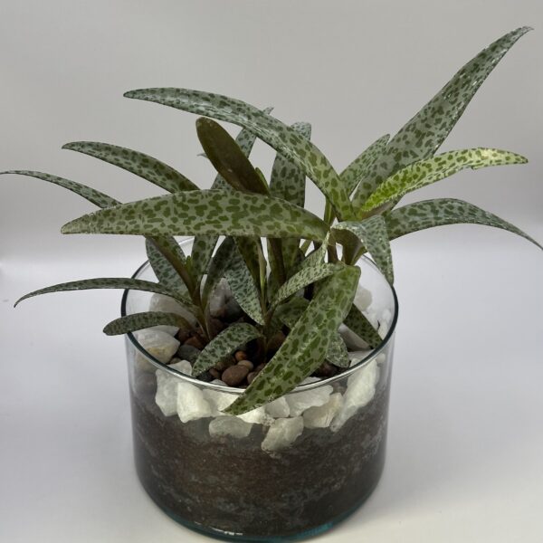 Planta Jirafa en maceta de vidrio con ágatas de río y cuarzo blanco