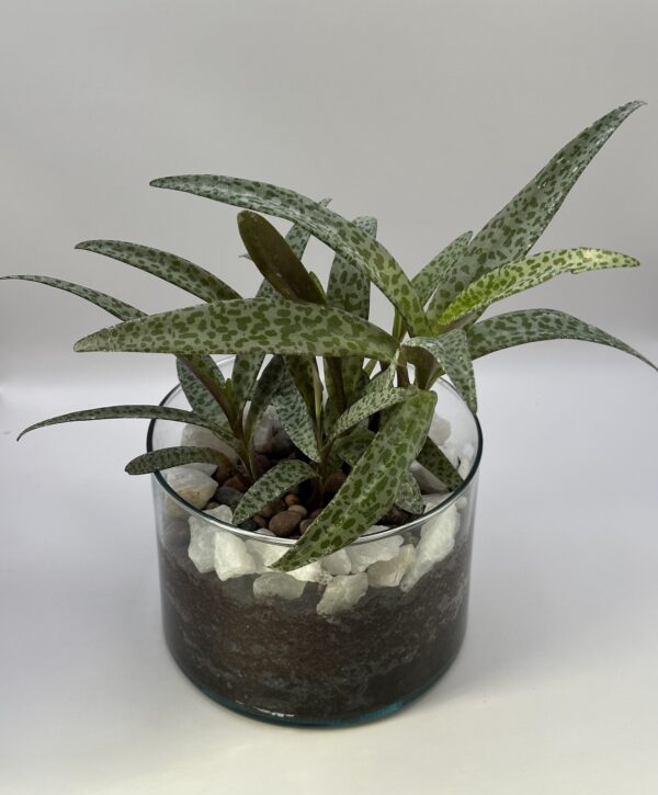 Planta Jirafa en maceta de vidrio con ágatas de río y cuarzo blanco